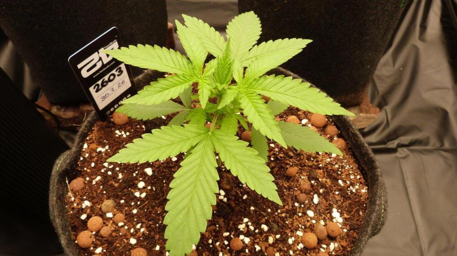 !FastBuds FBA unpublished TESTER GROW!. Week 4