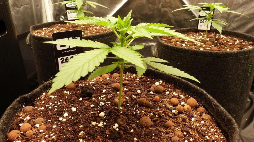 !FastBuds FBA unpublished TESTER GROW!. Week 4