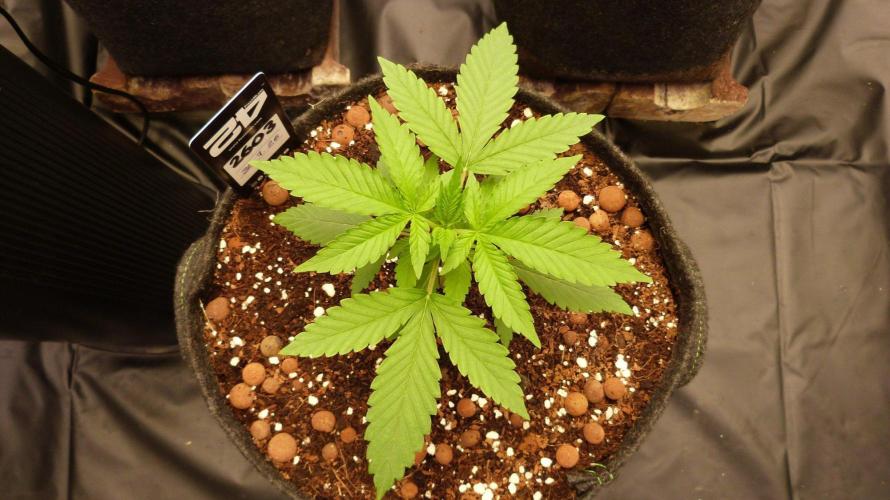 !FastBuds FBA unpublished TESTER GROW!. Week 4