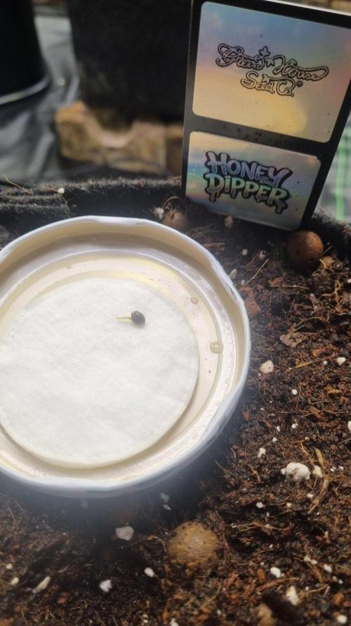 Community GROW. Week 0