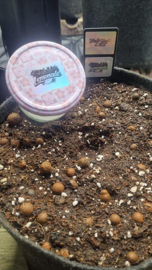 Community GROW. Week 0