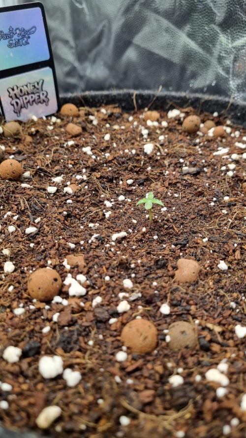 Community GROW. Week 1