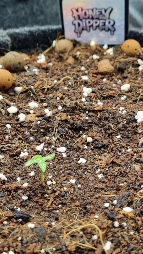 Community GROW. Week 1