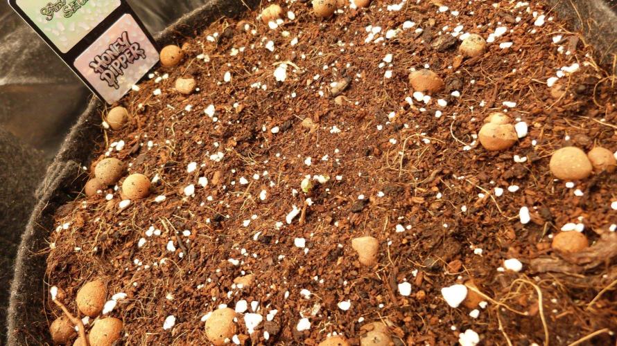 Community GROW. Week 1