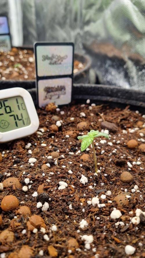 Community GROW. Week 1