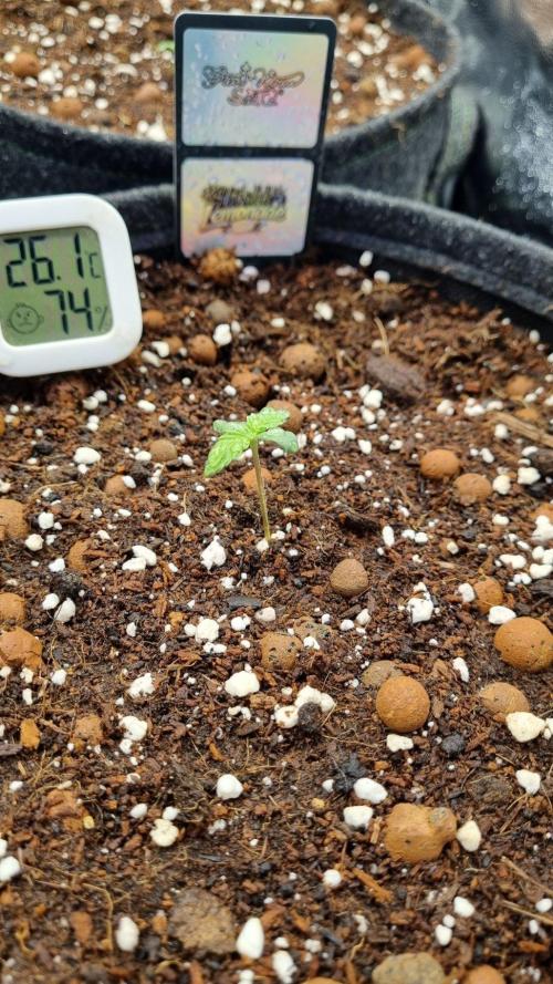Community GROW. Week 1