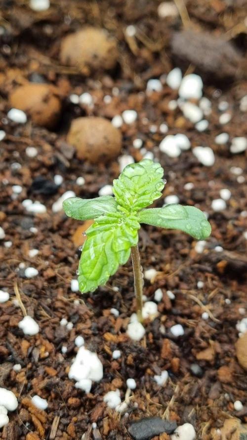 Community GROW. Week 1