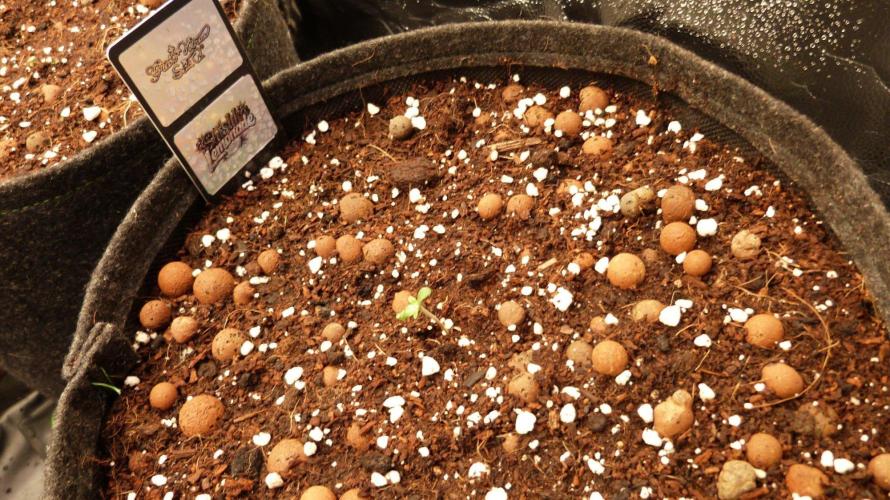 Community GROW. Week 1
