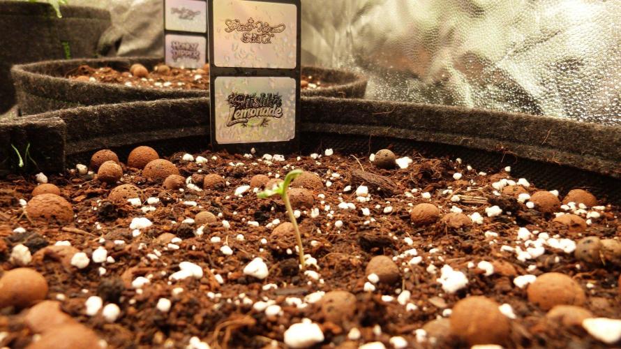 Community GROW. Week 1