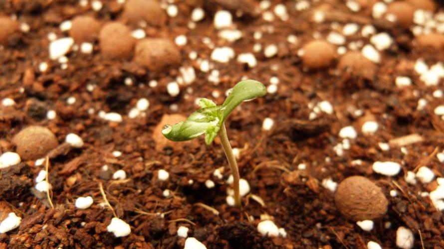 Community GROW. Week 1