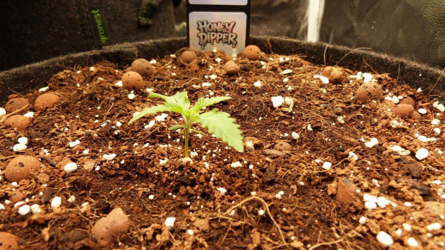 Community GROW. Week 2