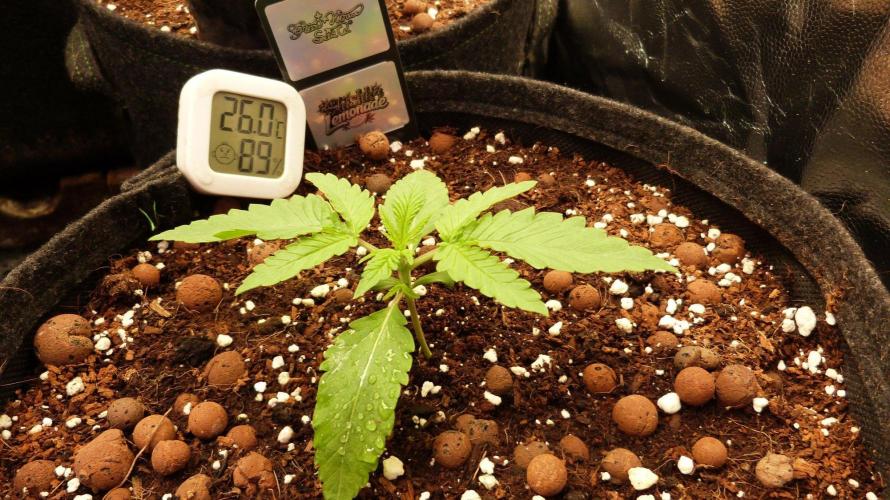 Community GROW. Week 2