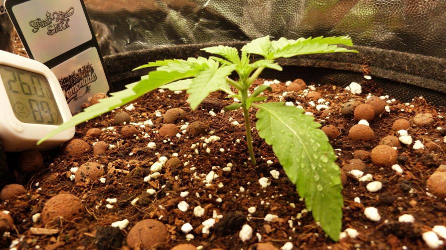 Community GROW. Week 2