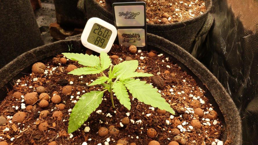 Community GROW. Week 2