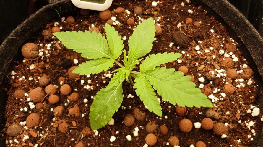 Community GROW. Week 2