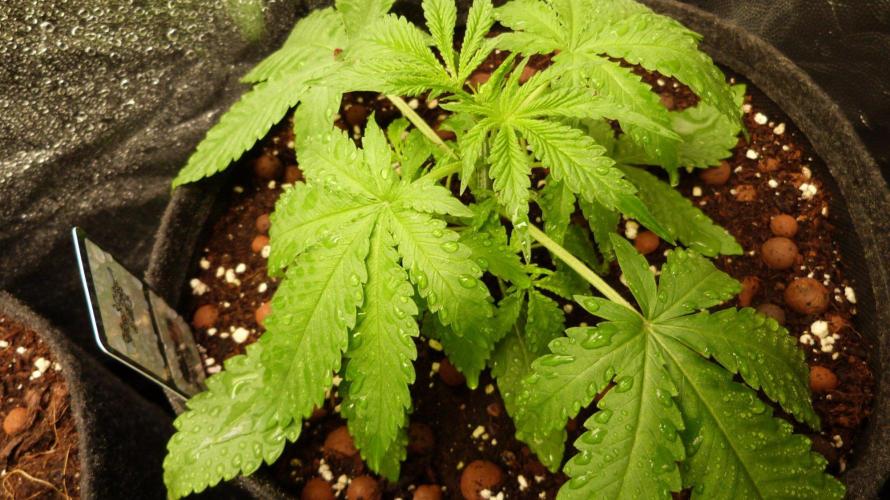 Community GROW. Week 3 - Shishka Lemonade