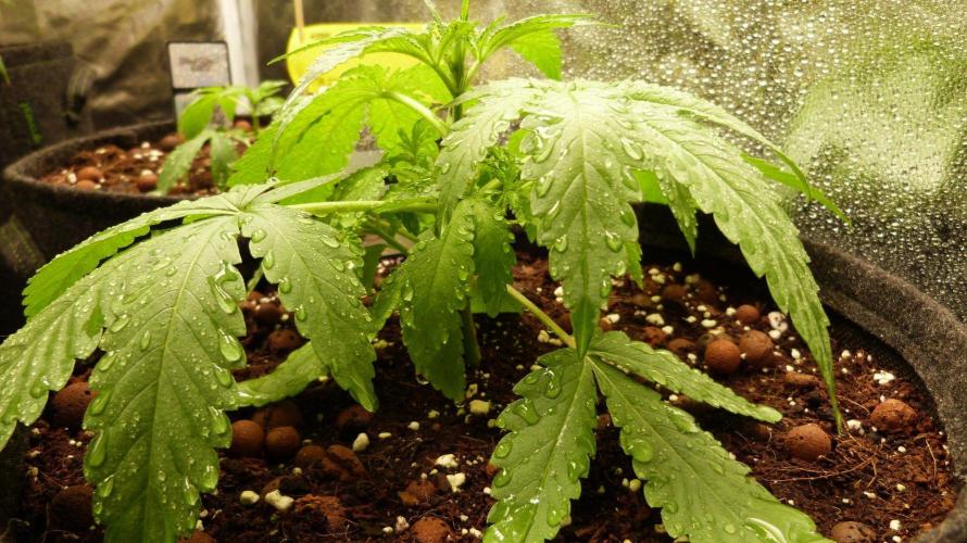 Community GROW. Week 3 - Shishka Lemonade