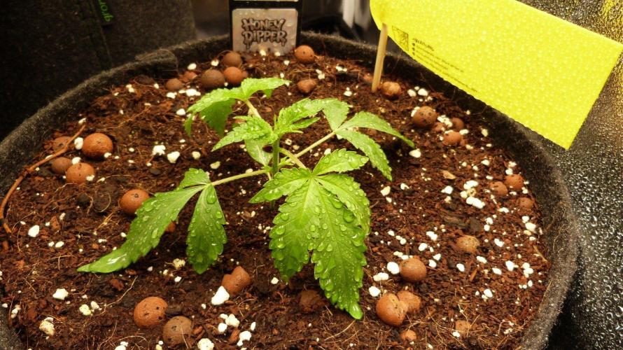 Community GROW. Week 3 - Honey Dipper