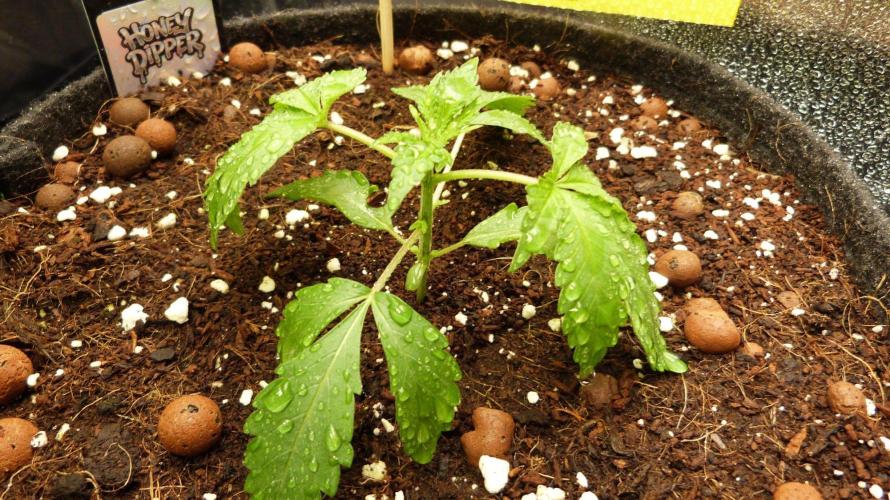 Community GROW. Week 3 - Honey Dipper