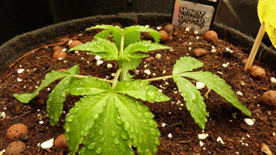 Community GROW. Week 3 - Honey Dipper