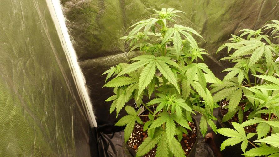 !FastBuds FBA unpublished TESTER GROW!. Week 5 - FBA2601