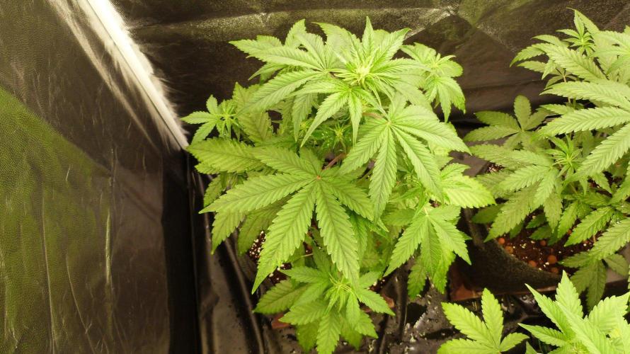 !FastBuds FBA unpublished TESTER GROW!. Week 5 - FBA2601