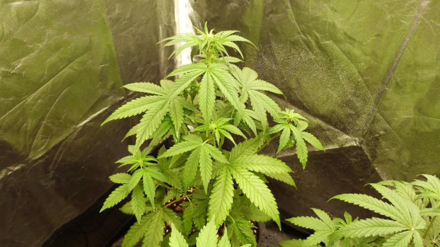 !FastBuds FBA unpublished TESTER GROW!. Week 5 - FBA2601