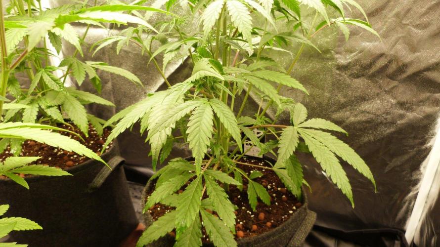 !FastBuds FBA unpublished TESTER GROW!. Week 5 - FBA2602