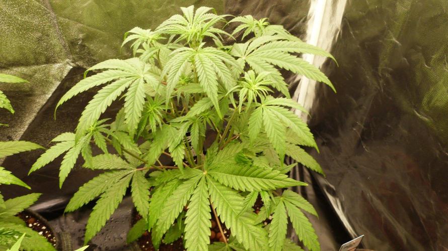 !FastBuds FBA unpublished TESTER GROW!. Week 5 - FBA2602