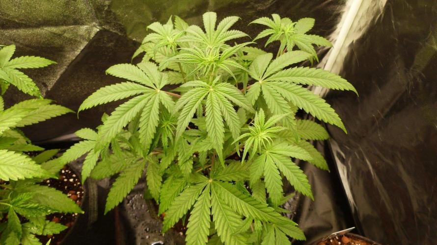 !FastBuds FBA unpublished TESTER GROW!. Week 5 - FBA2602