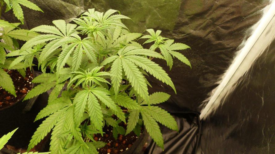 !FastBuds FBA unpublished TESTER GROW!. Week 5 - FBA2602