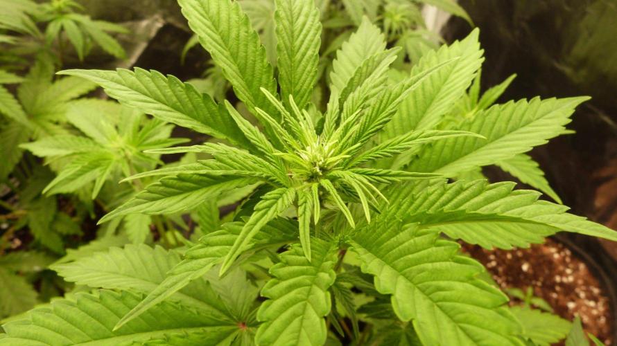 !FastBuds FBA unpublished TESTER GROW!. Week 5 - FBA2603