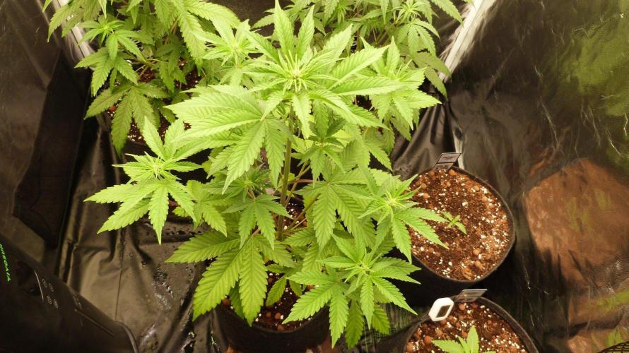 !FastBuds FBA unpublished TESTER GROW!. Week 5 - FBA2603