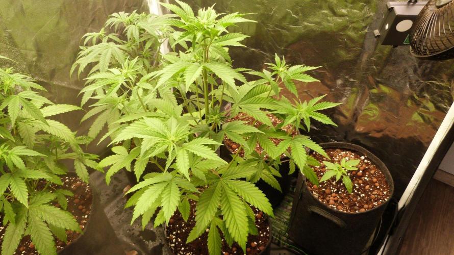 !FastBuds FBA unpublished TESTER GROW!. Week 5 - FBA2603