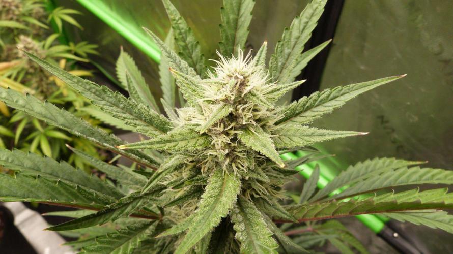 GoodGenetix Permanent-G Automatic. Week 8