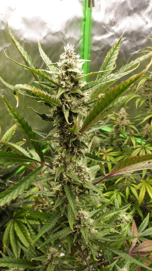 GoodGenetix Permanent-G Automatic. Week 8