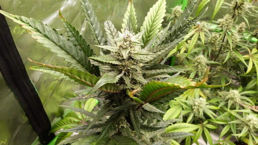 GoodGenetix Permanent-G Automatic. Week 8