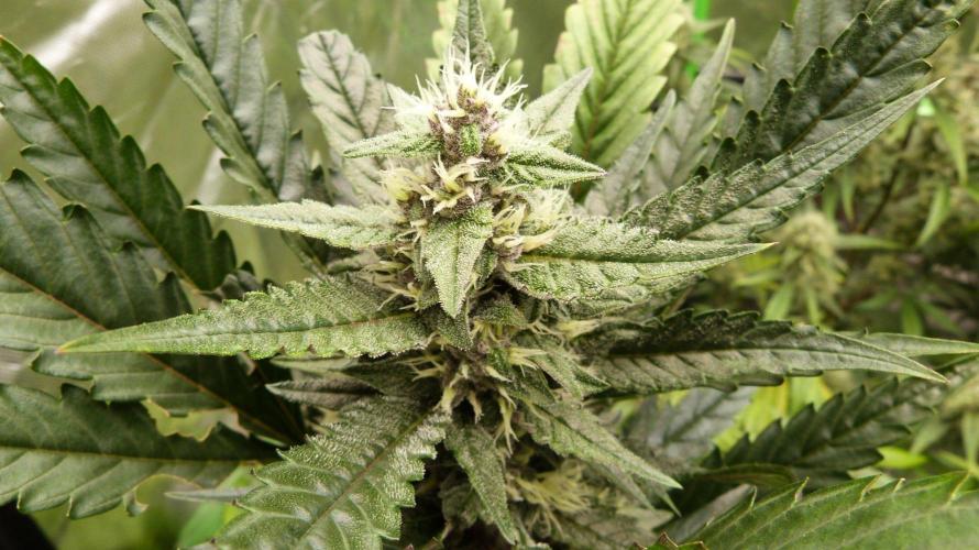 GoodGenetix Permanent-G Automatic. Week 8