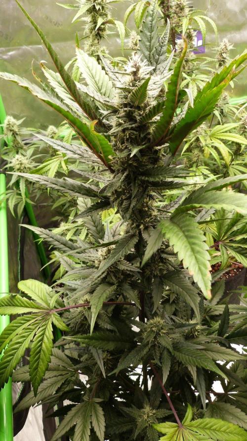GoodGenetix Permanent-G Automatic. Week 8