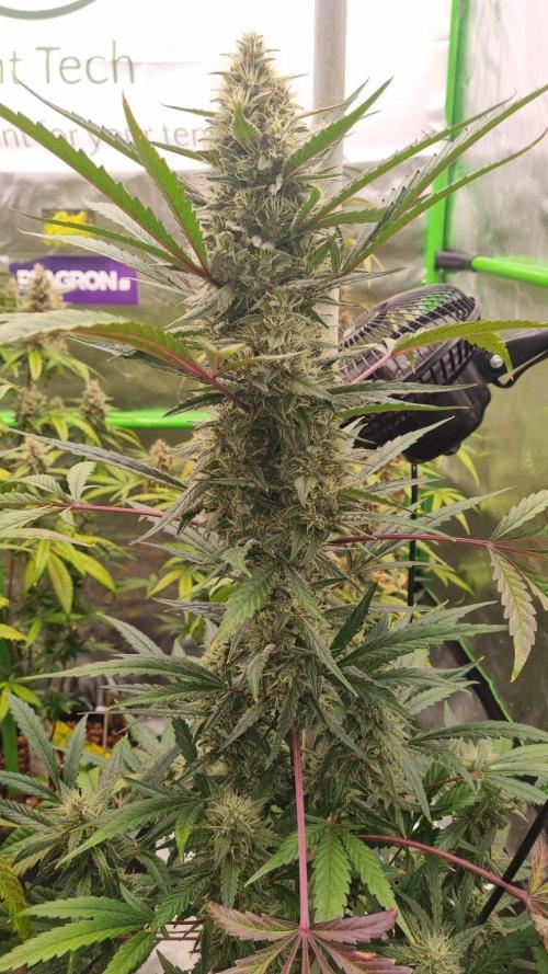 GoodGenetix Permanent-G Automatic. Week 9