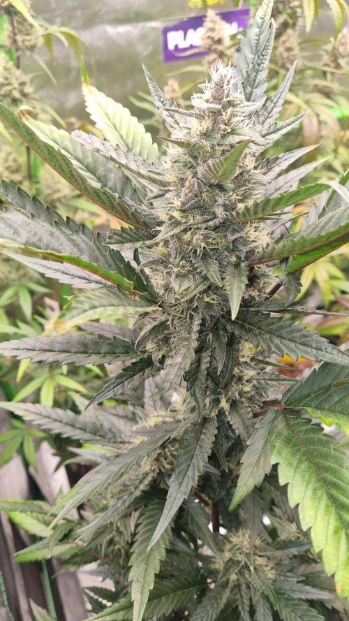 GoodGenetix Permanent-G Automatic. Week 9