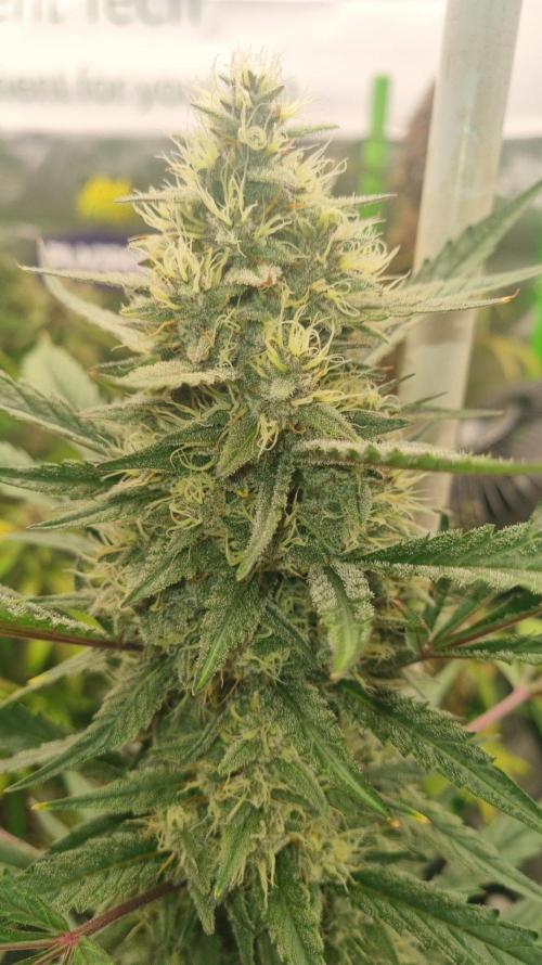 GoodGenetix Permanent-G Automatic. Week 9