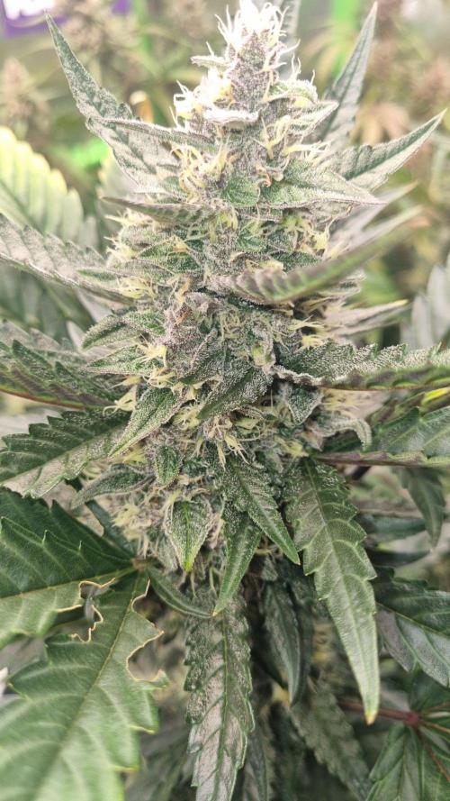GoodGenetix Permanent-G Automatic. Week 9
