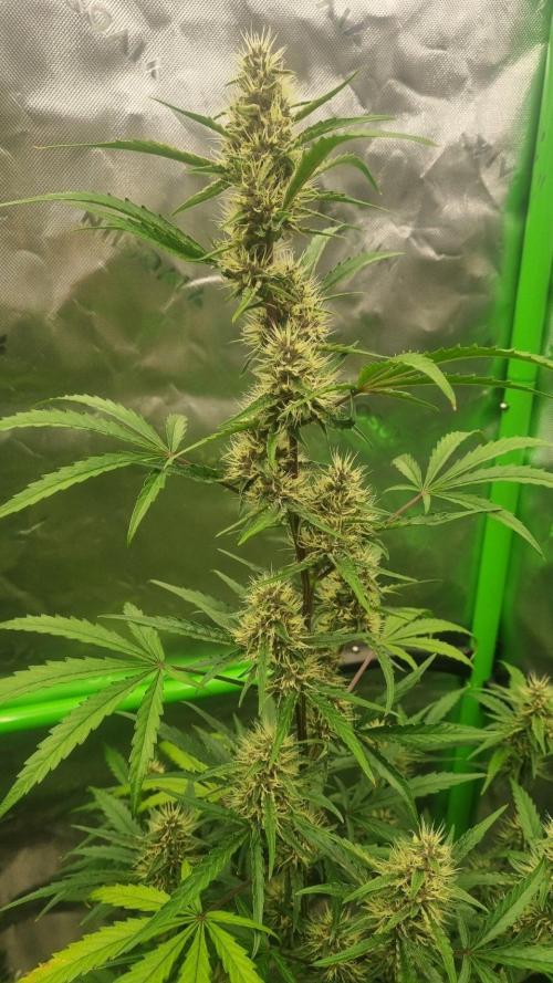 GoodGenetix G-Donutz Automatic. Week 8
