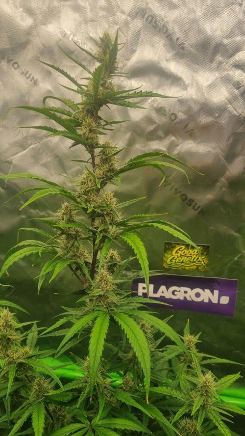 GoodGenetix G-Donutz Automatic. Week 8