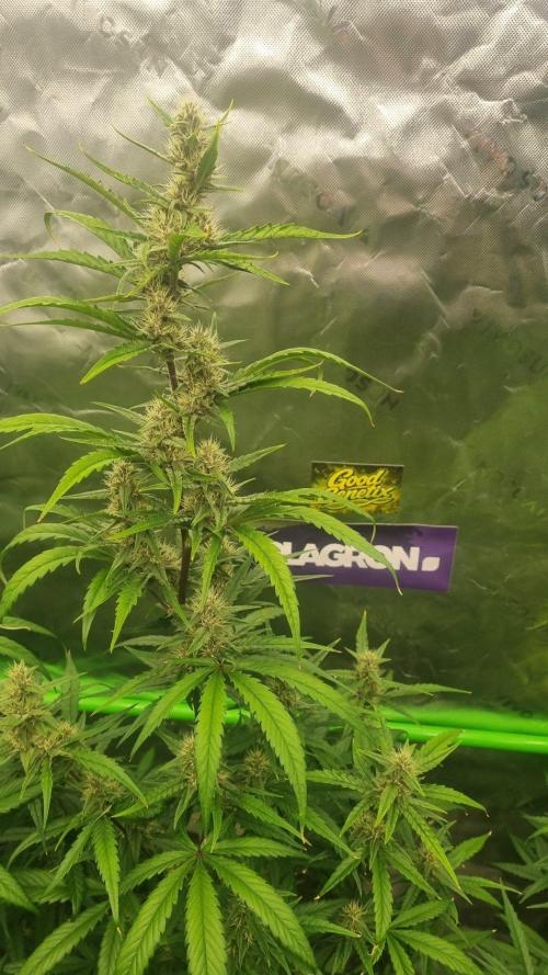 GoodGenetix G-Donutz Automatic. Week 8