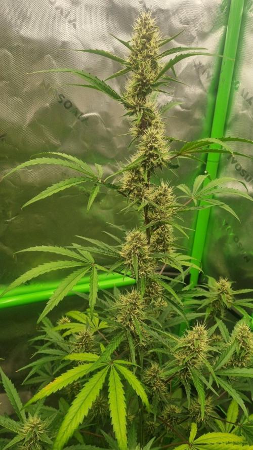 GoodGenetix G-Donutz Automatic. Week 8
