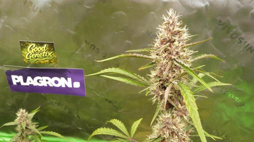 GoodGenetix G-Donutz Automatic. Week 9