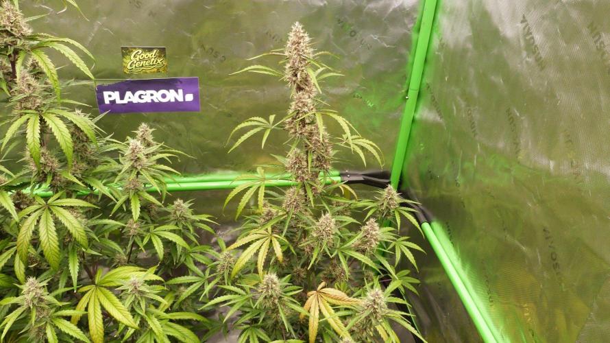 GoodGenetix G-Donutz Automatic. Week 9