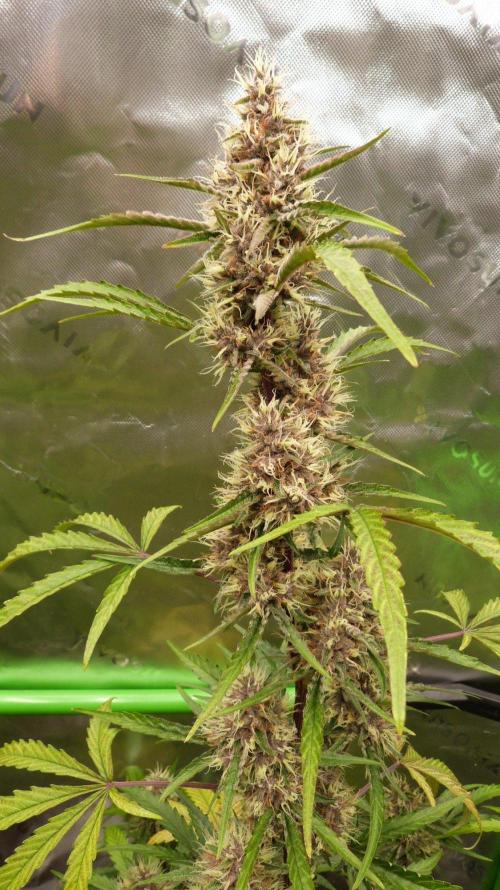 GoodGenetix G-Donutz Automatic. Week 9